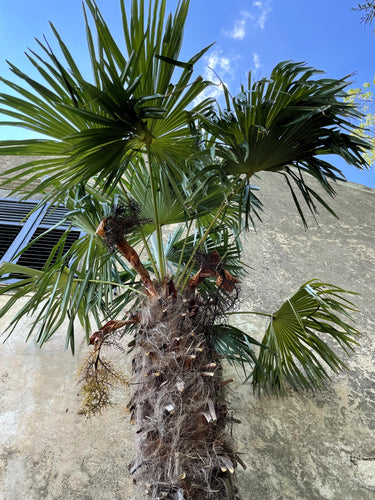 10 WAGNER WINDMILL PALM Dwarf Chusa Trachycarpus Fortunei Wagnerianus Tree Houseplant Seeds